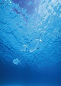 海洋之吻细胞保存液
